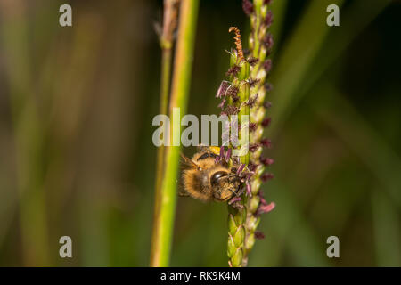 Abeille à la recherche de nectar, atterrit sur plante verte avec des fleurs violettes. Bee est grimper sur un côté de l'usine/manière horizontale Banque D'Images