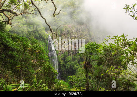 Falls Creek Morans Morans sur en Forêts humides Gondwana, Queensland, Australie Banque D'Images