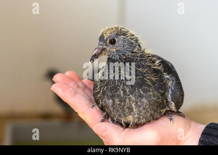 Jeune pigeon sur une main Banque D'Images