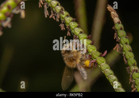 Bee/potable à nectar hors d'une plante verte avec de petites fleurs violettes. Bee est recroquevillée sur une usine de diagonale avec les antennes en place Banque D'Images