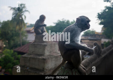 Le Myanmar, Monywa - 24 septembre 2016 : les singes à Hpo Win Daung complexe des grottes Banque D'Images