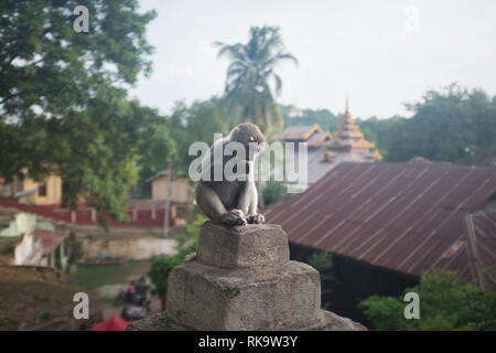 Le Myanmar, Monywa - 24 septembre 2016 : les singes à Hpo Win Daung complexe des grottes Banque D'Images