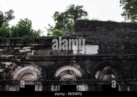 Le Myanmar, Monywa - 24 septembre 2016 : Singe à Hpo Win Daung complexe des grottes Banque D'Images