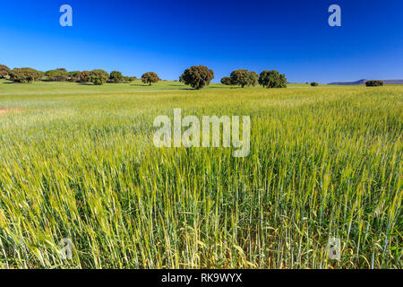 Chênes verts dans un champ de céréales à Alpera, Albacete, Castille la Manche, Espagne Banque D'Images
