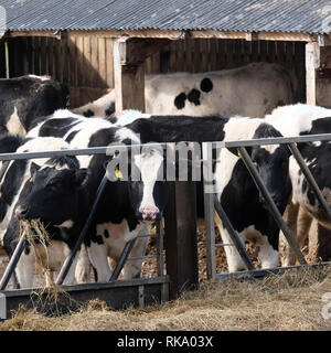 Février 2019 - L'hiver les vaches se nourrissent de foin près de la Gloucester et la netteté Canal, près de Slimbridge. Banque D'Images