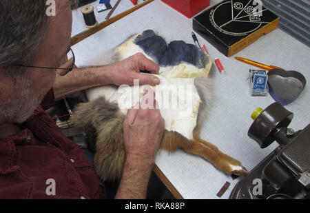 Déposée - 01 février 2019, Suisse, Zurich : Le Swiss master fourreur Thomas aus der Au dans son atelier avec shop. Avec son association de fourrure, il préconise l'utilisation des peaux. Photo : Christiane Oelrich/dpa Banque D'Images