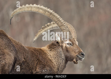 Merveilleux portrait de bouquetin montagne dans la neige, Alpes, Italie (Capra ibex) Banque D'Images