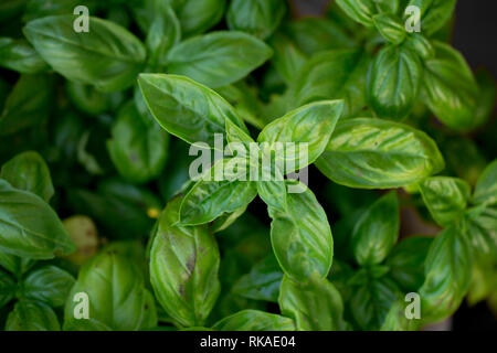 Le feuillage luxuriant herbe basilic Banque D'Images