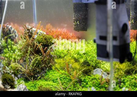 Petit aquarium de décoration avec des plantes inerior Banque D'Images