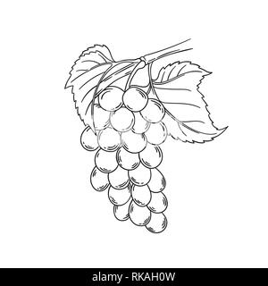 Illustration vecteur de vigne contour noir Dimensions isolated on white coloriage fruit avec des feuilles des rameaux et baies Illustration de Vecteur