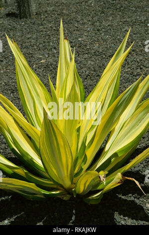Century Plant nom Latin Agave americana 'Variegata' Banque D'Images