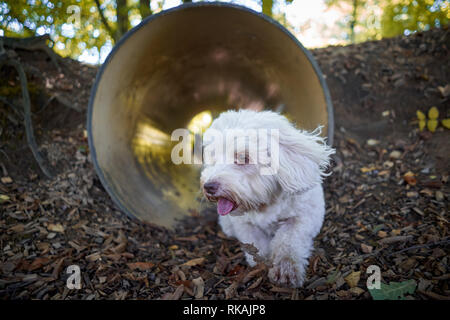 Bichon havanais blanc dog agility tunnel traversant Banque D'Images
