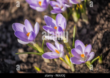 Fleurs pourpre crocus fleurit au printemps sur parterre Banque D'Images