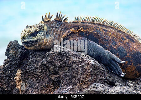 Iguane marin Amblyrhynchus cristatus albemarlensis, une espèce endémique de l'île Isabela, îles Galapagos, Equateur Banque D'Images