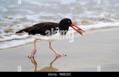 Huîtrier d'Amérique (Haematopus palliatus galapagensis) avec des prises dans le bec, l'île Isabela, îles Galapagos, Equateur Banque D'Images