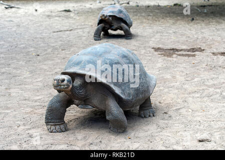 Tortue géante des Galapagos (Chelonoidis nigra ssp), centre d'élevage de tortue sur l'île Isabela, îles Galapagos, Equateur Banque D'Images