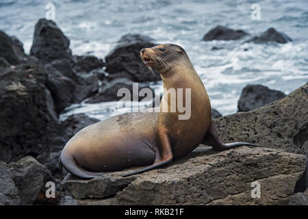 Lion de mer Galapagos (Zalophus wollebaeki) assis sur des roches de lave, endémique de l'Île Floreana, Galapagos, îles Galapagos, Equateur Banque D'Images