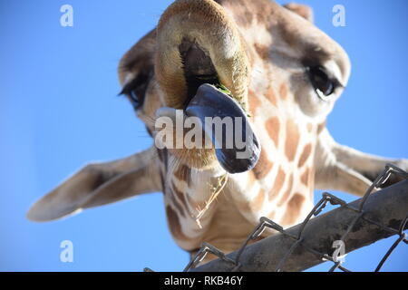 Une girafe expose son impressionnante langue maternelle au Wildlife World Zoo en Arizona Banque D'Images