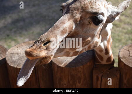 Une girafe expose son impressionnante langue maternelle au Wildlife World Zoo en Arizona Banque D'Images