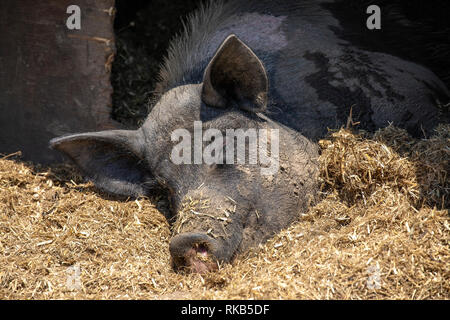 Un résident local très heureux d'Aurigny ayant la grasse matinée le dimanche matin. Banque D'Images