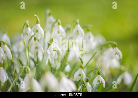 Perce-neige au printemps Banque D'Images