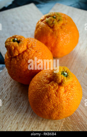 Dekopon (aka) fruits Agrumes Sumo Banque D'Images