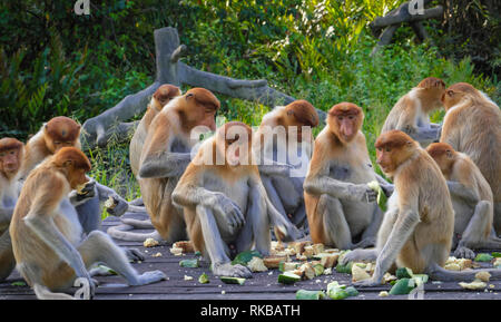 Le proboscis monkey dans Sabah, Bornéo, Malaisie, Banque D'Images