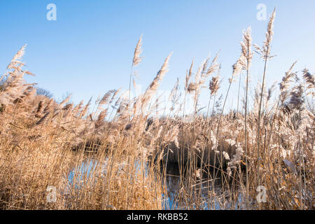 Roseaux en soufflant de l'eau dans la brise et la capture de l'hiver la lumière du soleil du matin. Iremongers étang, Wilford, Nottingham, England, UK Banque D'Images