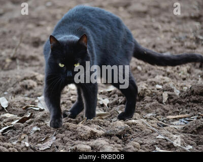 Chat noir marchant et chat regardant l'appareil photo, Felis catus Banque D'Images