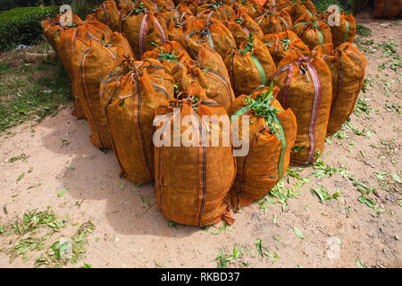 Les feuilles de thé vert en sacs, sur plantation de Nuwara Eliya, Sri Lanka. Nuwara Eliya est l'endroit le plus important pour la production et la plantation de thé au Sri Banque D'Images