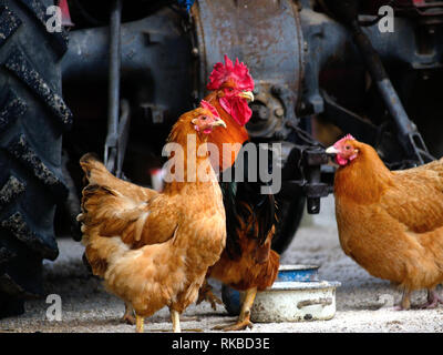 Coq avec poules, volaille, volaille domestique, gallus domesticus Banque D'Images