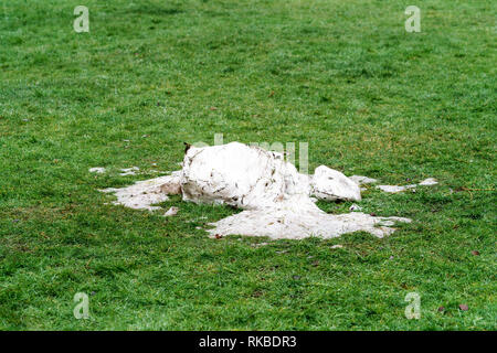 Vestiges d'un bonhomme de neige fondue sur l'herbe verte Banque D'Images