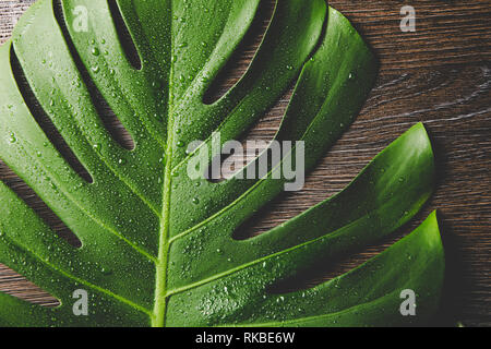 Belles feuilles vert Monstera deliciosa lumineuse( également connu sous le nom de Swiss Cheese plant) avec les gouttes d'eau à l'intérieur, lumière, contraste backgrou en bois brun foncé Banque D'Images