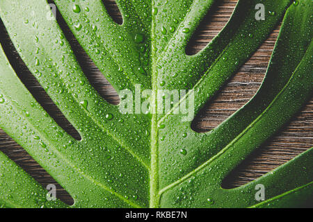 Belles feuilles vert Monstera deliciosa lumineuse( également connu sous le nom de Swiss Cheese plant) avec les gouttes d'eau à l'intérieur, lumière, contraste backgrou en bois brun foncé Banque D'Images