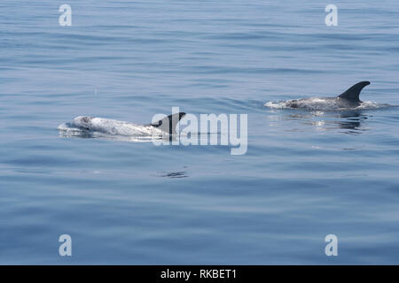 Deux dauphins de Risso (Grampus griseus) Nager paresseusement sur une journée calme à l'extérieur de l'île de Catalina en Californie Banque D'Images