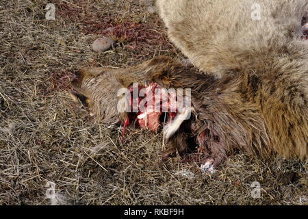 Bébé wapiti tué par Wolf Banque D'Images