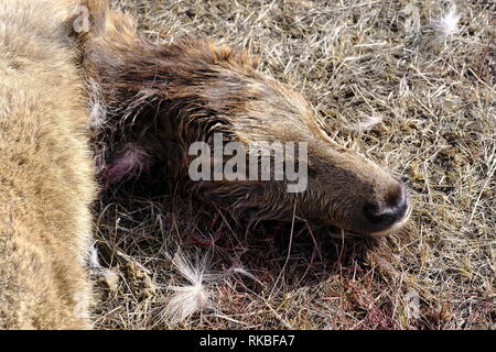 Bébé wapiti tué par Wolf Banque D'Images