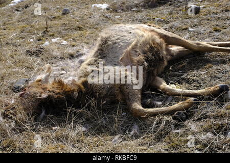 Bébé wapiti tué par Wolf Banque D'Images