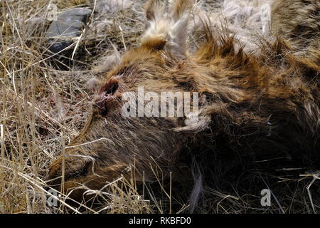 Bébé wapiti tué par Wolf Banque D'Images