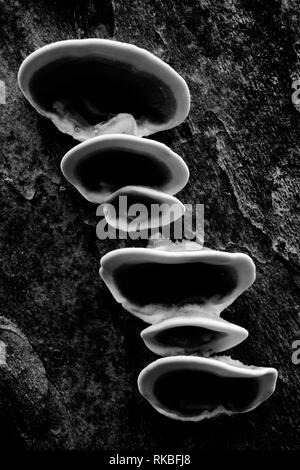 Arbre généalogique sur les champignons Banque D'Images