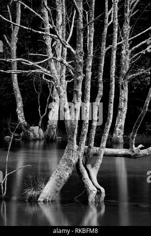 Les branches d'arbres dans l'eau du lac Banque D'Images