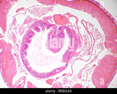 Ver de la section sous le microscope, illustré est d'environ 1,2 mm de large Banque D'Images