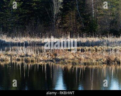 Québec,Canada. Les zones humides au début du printemps Banque D'Images