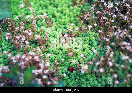 Blooming English Stonecrop, Sedum Anglicum. Plante succulente avec des fleurs blanches en forme d'étoile. Jardin des Plantes ornementales Banque D'Images