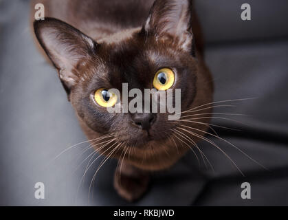 Close-up portrait of Brown Chat birman avec fourrure chocolat et jaune couleur des yeux, curieux, à la recherche sur fond noir personnalité birman Européen Banque D'Images