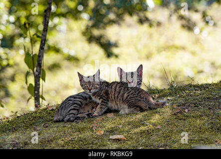 Petit Chaton et sa mère, profitez de l'automne journée dans le parc. Il a peur et prudence, pendant que la mère est détendue. Banque D'Images