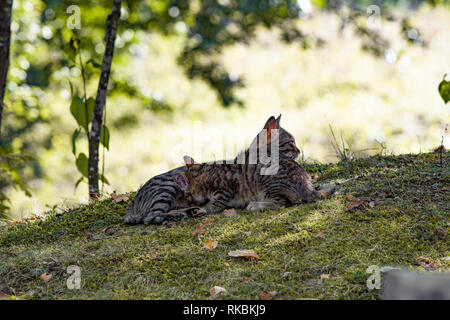 Petit Chaton et sa mère, profitez de l'automne journée dans le parc. Il a peur et prudence, pendant que la mère est détendue. Banque D'Images