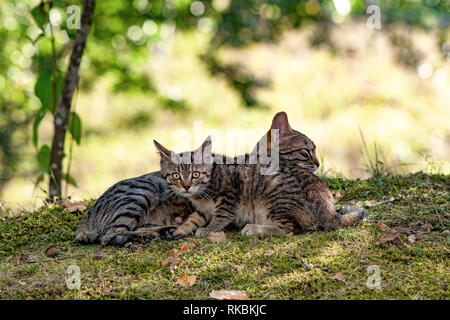 Petit Chaton et sa mère, profitez de l'automne journée dans le parc. Il a peur et prudence, pendant que la mère est détendue. Banque D'Images