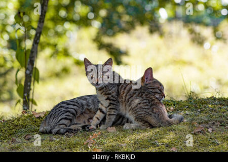 Petit Chaton et sa mère, profitez de l'automne journée dans le parc. Il a peur et prudence, pendant que la mère est détendue. Banque D'Images