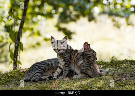 Petit Chaton et sa mère, profitez de l'automne journée dans le parc. Il a peur et prudence, pendant que la mère est détendue. Banque D'Images